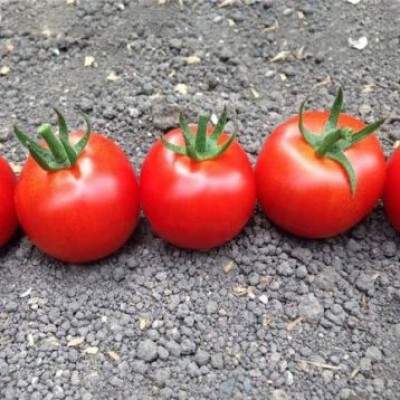 Семена томата индетерминантного блейз (1617 F1), ранний новинка!!!, (1000 сем.) Lark Seeds